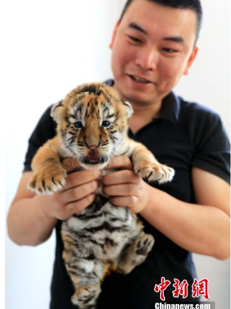世界最大の東北虎繁殖施設で赤ちゃんトラ50頭誕生し、ピーク迎える