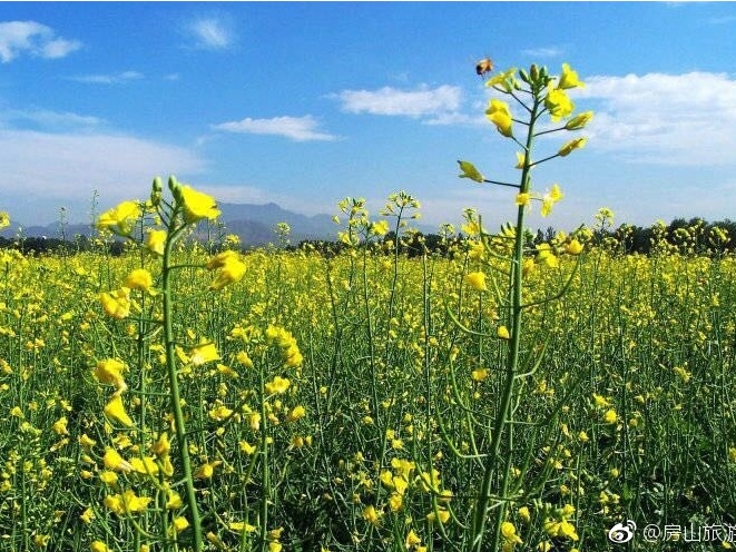 房山韓村河鎮天開花海油菜花田即將盛開