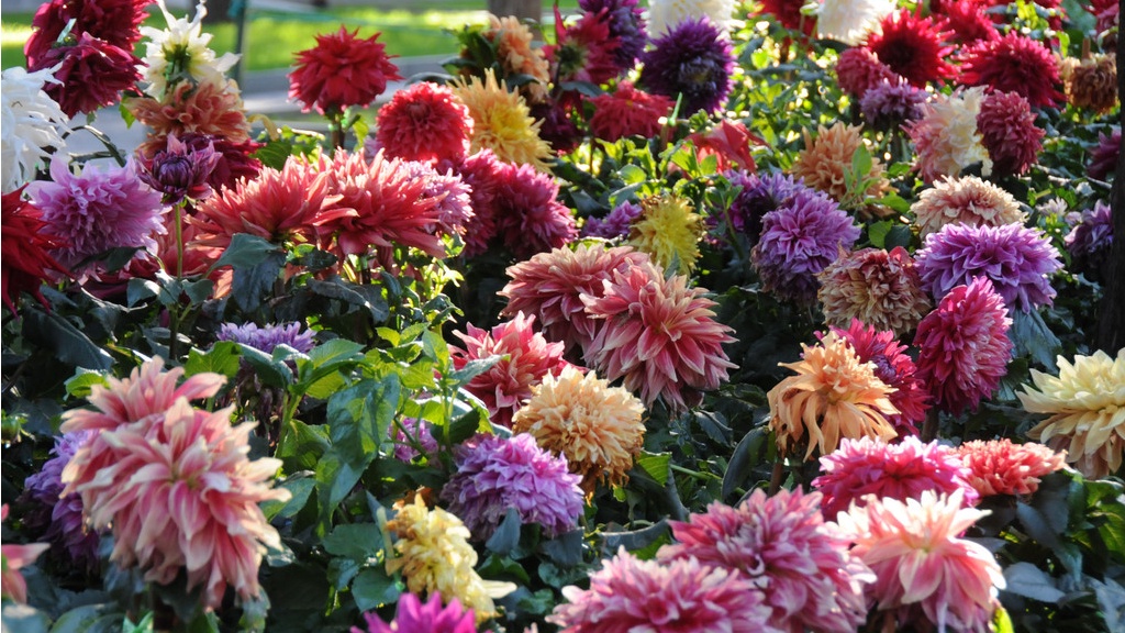 Chrysanthemum The Symbol Of Vitality In Chinese Culture