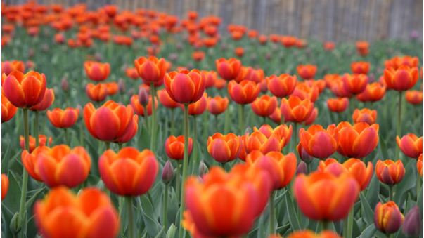 “Meet Tulips” Held at Yanqing Int’l Grape Expo