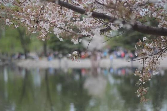 花开成海 北京最美的季节到了 北京旅游网