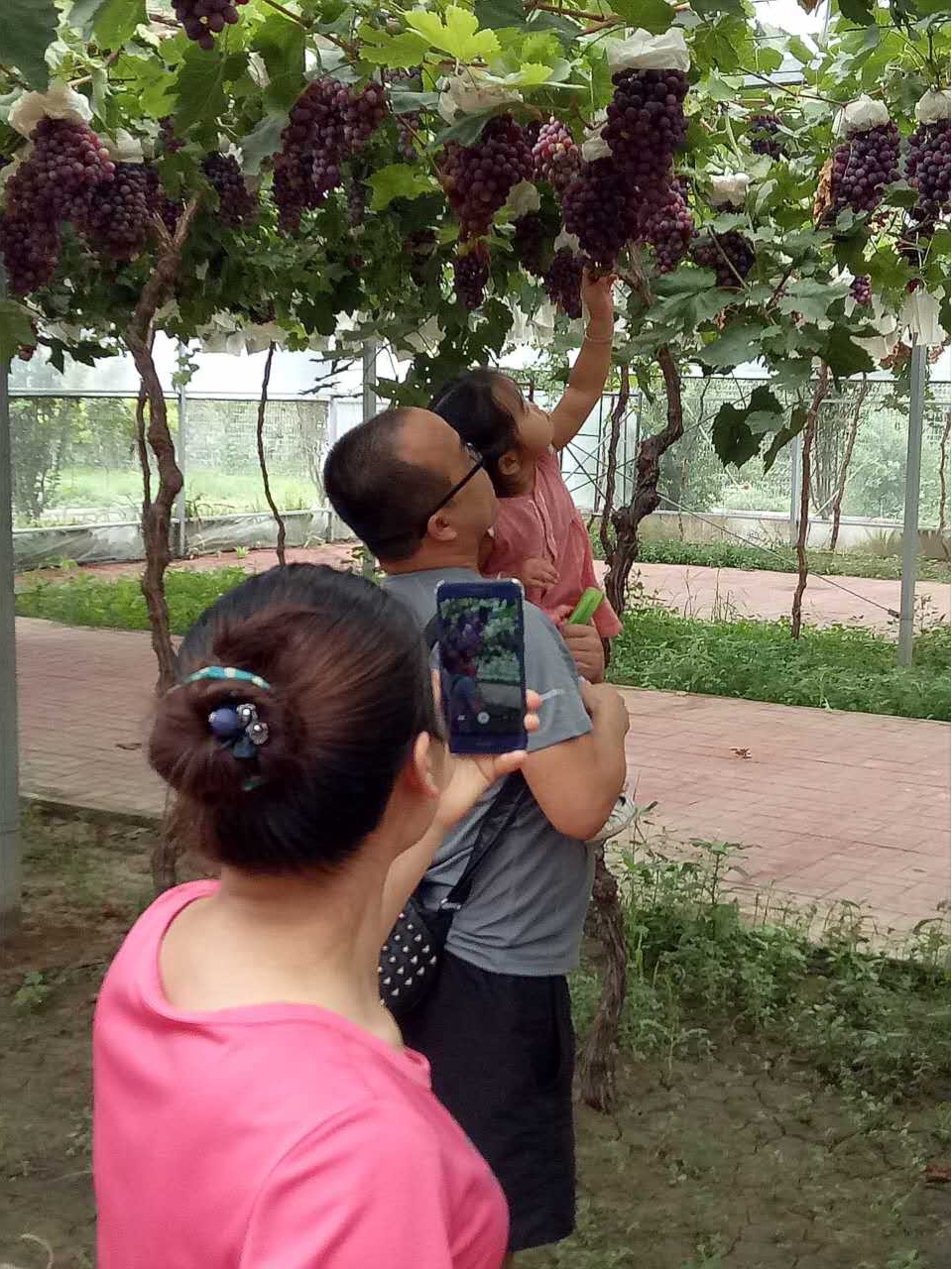 据了解,在第四届葡萄采摘节活动期间,九百禾葡萄采摘园还推出了入园