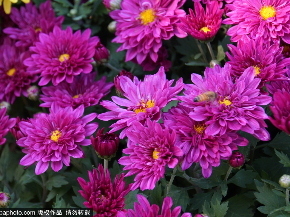 Chrysanthemum Flowers in Beijing Botanical Garden