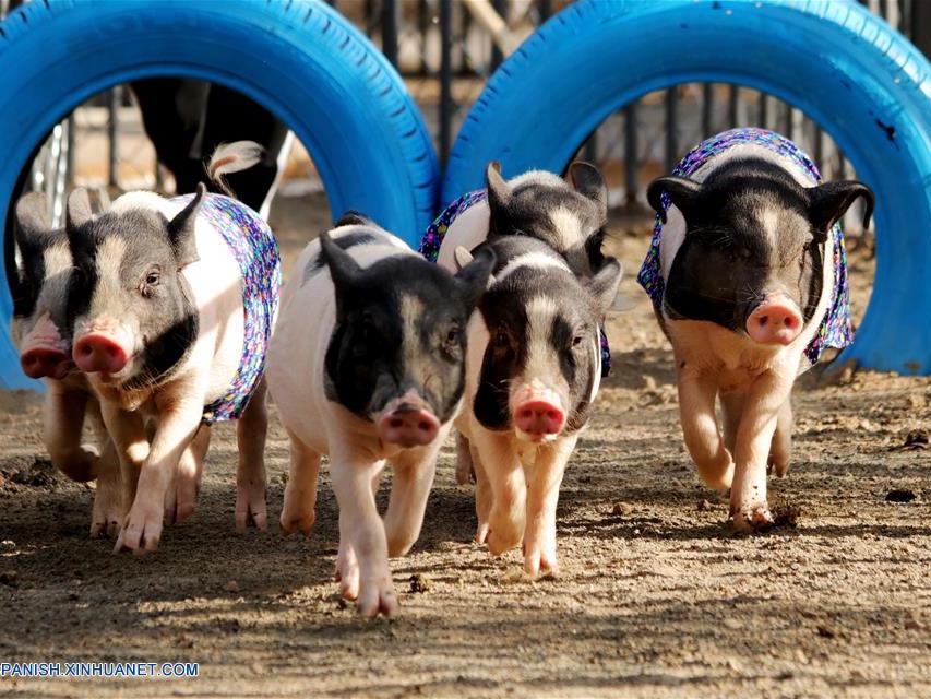 Hebei: Cerdos compiten en carrera en feria