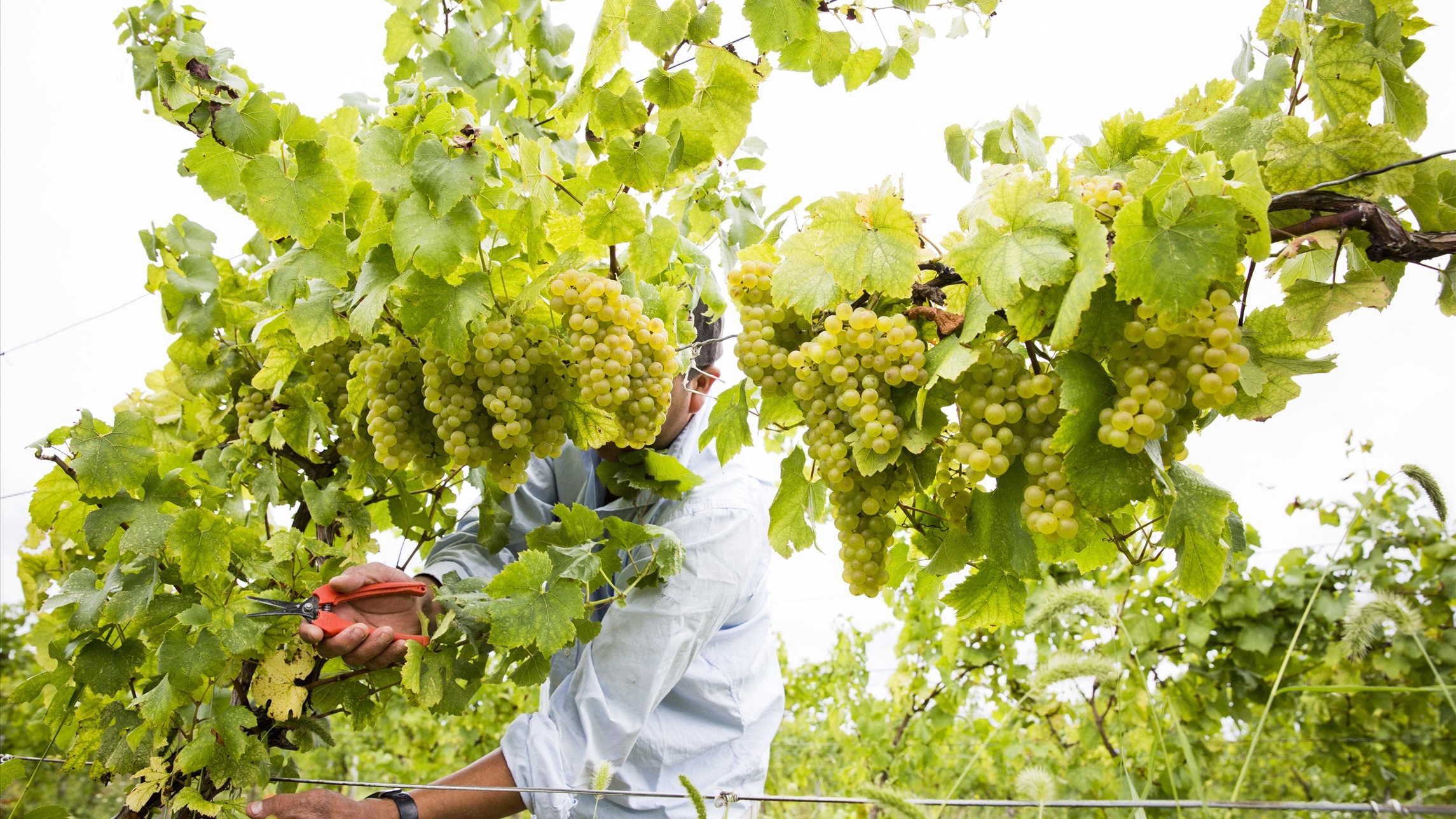 Ideal gardens of Beijing suburb for grape picking