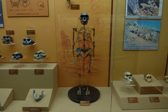 北京・自然博物館