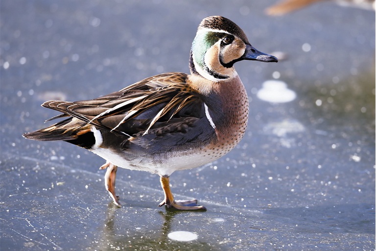 稀有花脸鸭见证北京环境改善