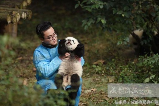 パンダの世話は重労働！ 飼育員の一日の仕事を公開